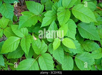 Nahaufnahme von Poison Ivy, Toxicodendron Radicans, wächst im Walduntergrund, wilde Pflanze mit giftigen, allergenen Blättern. Stockfoto