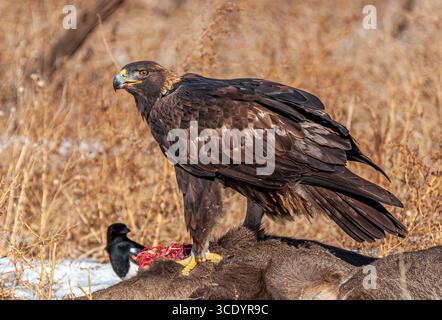 Ein wunderschöner Goldener Adler (Aquila chrysaetos) fotografiert, während er auf dem Kadaver einer Straße im Süden des Zentrums von Colorado tötete. Stockfoto