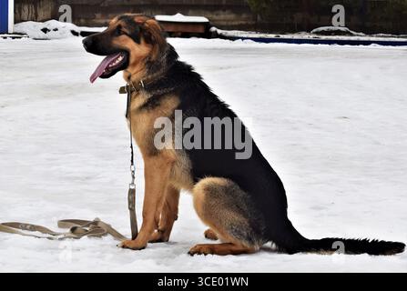 Deutscher Schäferhund mit rosa Zunge, die wegschaut. Hund steht auf Gras. Hund hat schwarze Nase Stockfoto