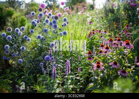 Blaue echinops blühend von echinacea und agastache im Sommergarten. Glockendistel blüht am Morgen mit Ziergas und Kiefer. Stockfoto