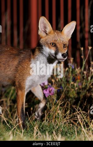 Rotfuchs im geschäftigen Stadtzentrum von Bristol, hier gefangen in wilden Blumen Stockfoto