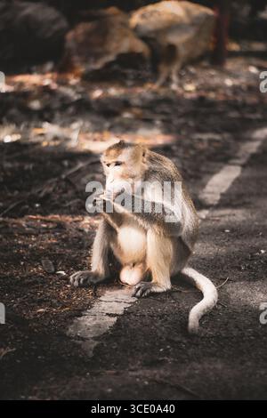 Makaken essen auf einer Waldstraße im tropischen Regenwald, umgeben von üppigem Grün und verflecktem Sonnenlicht, Symbol für natürliche Tierwelt. Stockfoto
