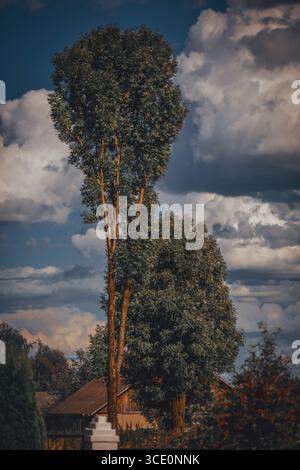 Hohe Bäume in der Nähe des Hauses gegen den Himmel Stockfoto