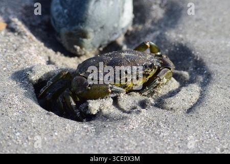 Die invasive europäische grüne Krabbe, die im Sand an der Ostküste der USA kühlt, Krebstiere, carcinus maenas, Küste, Ozean, Wasser, aggressiv Stockfoto