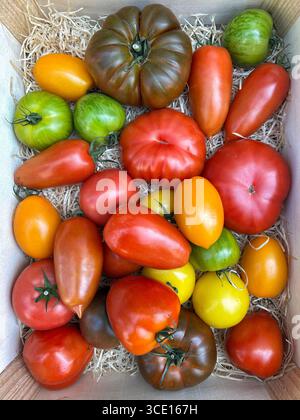 Seltene und exotische frische Tomaten Stockfoto