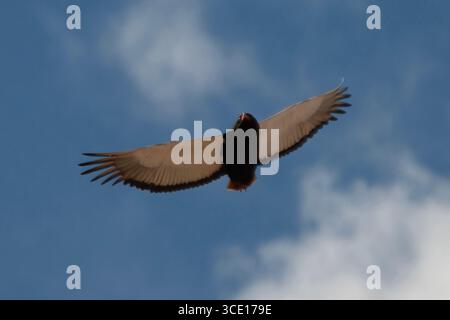 Bateleur, Terathopius ecaudatus, im Flug, Kruger-Nationalpark, Mpumalanga, Südafrika Stockfoto