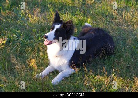 Schwarz-weiße Border Collie Hund liegt auf grünem Gras in einem sonnigen Park und blickt mit offenem Mund in die Ferne. Perfekt für die Tierpflege, Hundeausbildung, Stockfoto