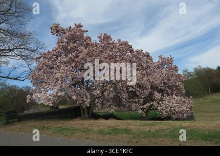 Der majestätische Magnolia-Kobus in voller Frühlingsruhm bietet ein spektakuläres Baldachin aus sanften rosa Blüten vor einem dynamischen, wolkenbedeckten Himmel. Stockfoto