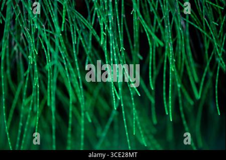 Kiefer oder Casuarina junghuhniana kleine grüne Kiefer schöne Tannenzweige. Nahaufnahme von Kiefernzweigen mit neuen jungen Triebe. Stockfoto