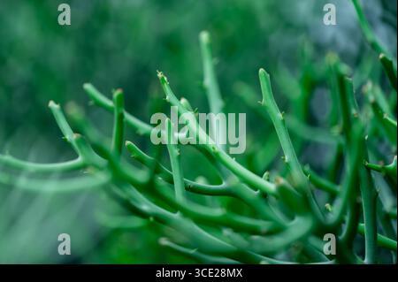 Kiefer oder Casuarina junghuhniana kleine grüne Kiefer schöne Tannenzweige. Nahaufnahme von Kiefernzweigen mit neuen jungen Triebe. Stockfoto
