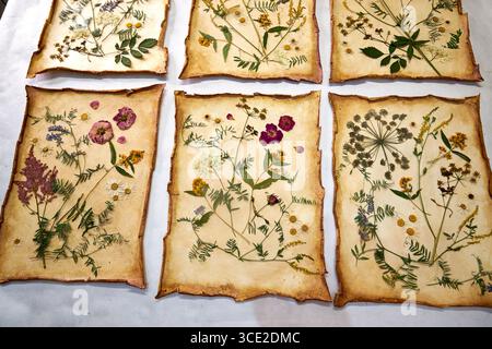 Ein kreatives Herbariumprojekt, das den gesamten Prozess der Konservierung und Anordnung von gepressten Blumen auf handgemachtem Papier zeigt, von der Lagerung in einer Holzkiste bis hin zu einer Stockfoto