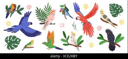 Exotische Papageien und Pflanzen. Tropische Blätter und Blumen, helle Gefieder Vögel, fliegende und sitzende Haustiere, farbige Federn, Ara, Kakadu und ara, bota Stock Vektor