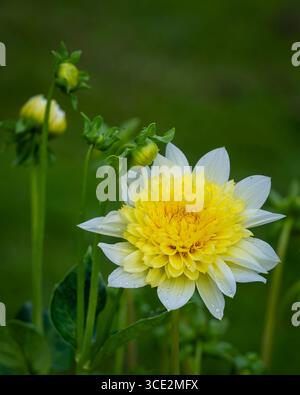 Dahlia „Freya's Paso Doble“ eine gelbe Sommerduftknollenpflanze. Nahaufnahme der Dahlia „Freyas Paso Doble“ Stockfoto