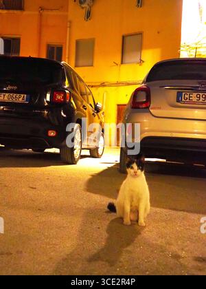 Verstreute schwarz-weiße Katze sitzt nachts auf einem Parkplatz in Trapani Sizilien mit gelbem Mauergebäude und geparkten italienischen Autos in der städtischen Straßenszene Stockfoto