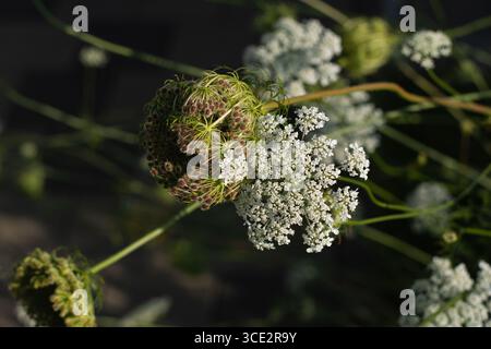 Nahaufnahme einer wilden Karotte oder Daucus carota in voller Blüte mit wunderschönen winzigen weißen Blüten Stockfoto