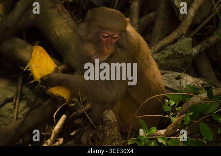 Rhesus macaque Macaca mulatta siamica mit einem Mangobstein. Halbinsel Son Tra. Da Nang. Vietnam. Stockfoto