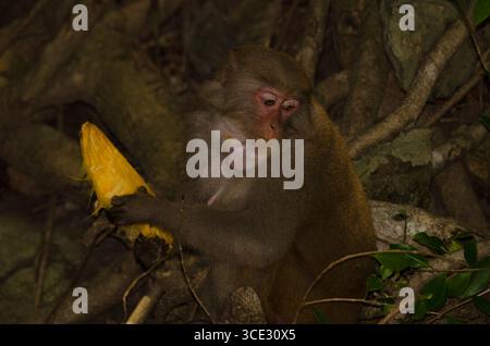 Rhesus macaque Macaca mulatta siamica mit einem Mangobstein. Halbinsel Son Tra. Da Nang. Vietnam. Stockfoto