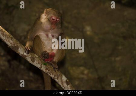 Weiblicher Rhesus macaque Macaca mulatta siamica. Halbinsel Son Tra. Da Nang. Vietnam. Stockfoto