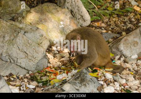 Männlicher Rhesus macaque Macaca mulatta siamica, der im Müll isst. Halbinsel Son Tra. Da Nang. Vietnam. Stockfoto
