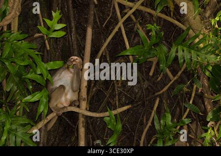 Rhesus macaque Macaca mulatta siamica isst ein Blatt. Halbinsel Son Tra. Da Nang. Vietnam. Stockfoto