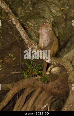 Weiblicher Rhesus macaque Macaca mulatta siamica. Halbinsel Son Tra. Da Nang. Vietnam. Stockfoto