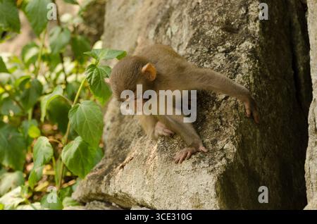 Säugling von Rhesus macaque Macaca mulatta siamica. Halbinsel Son Tra. Da Nang. Vietnam. Stockfoto