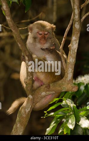 Rhesus macaque Macaca mulatta siamica im Blick auf die Hand. Halbinsel Son Tra. Da Nang. Vietnam. Stockfoto