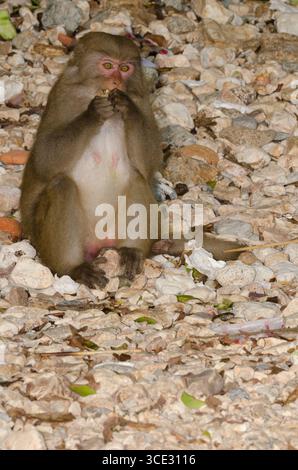 Weibliche Rhesus macaque Macaca mulatta siamica essen. Halbinsel Son Tra. Da Nang. Vietnam. Stockfoto
