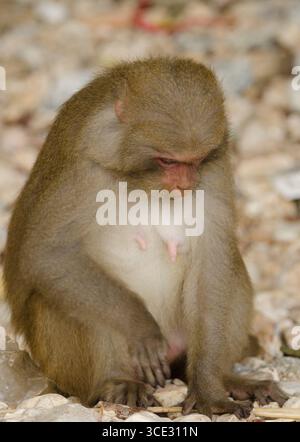 Weibliche Rhesus macaque Macaca mulatta siamica auf der Suche nach Nahrung. Halbinsel Son Tra. Da Nang. Vietnam. Stockfoto