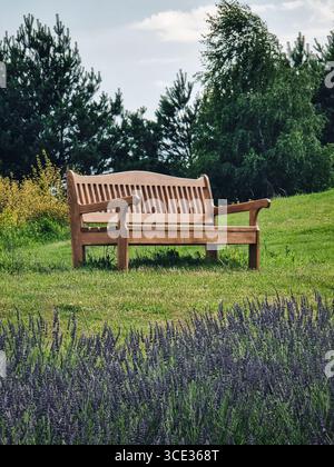 Holzbank im Park. Berauschende Holzbank auf einem großen Rasen, Lavendelpflanzen im Vordergrund. Stockfoto