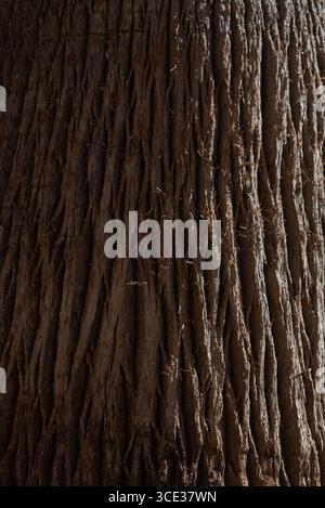 Nahaufnahme des Palmenstamms Washingtonia filifera mit rauer vertikaler Faserstruktur bei natürlichem Licht Stockfoto