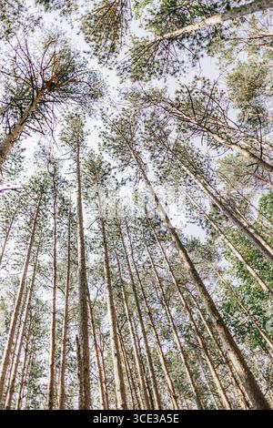 Blick nach oben auf hoch aufragende Kiefern vor einem hellen Himmel in einem Wald Stockfoto