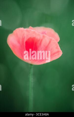 Zarter rosafarbener Mohn mit grünem Bokeh-Hintergrund Stockfoto