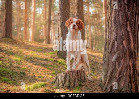 Brittany Spaniel Hund steht mit Vorderpfoten auf Baumstumpf im Wald beleuchtet von Herbstsonne. Stockfoto