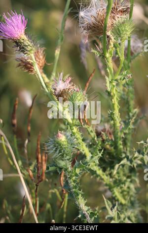 Brauner Gasshopper hängt kopfüber auf Thistle Stockfoto