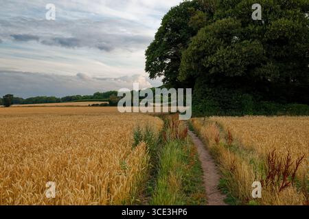 Ein Weg durch ein Weizenfeld, der an einem Sommerabend in der Nähe von Doncaster, South Yorkshire, zu einem Wald in der Ferne führt. Stockfoto