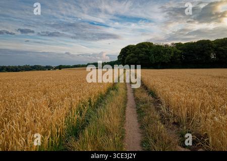Ein Weg durch ein Weizenfeld, der an einem Sommerabend in der Nähe von Doncaster, South Yorkshire, zu einem Wald in der Ferne führt. Stockfoto