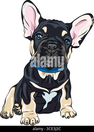 Vektorzeichnung eines schwarz-braunen französischen Bulldog-Welpen, der mit großen Ohren und blauem Kragen sitzt Stock Vektor