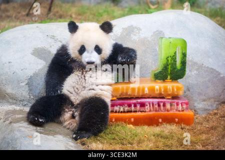 Hongkong, Chinas Hongkong. August 2025. Der riesige Pandabub de de de genießt am 15. August 2025 im Ocean Park Hong Kong im südchinesischen Hongkong einen Geburtstagskuchen. Der Ocean Park Hong Kong feierte am Freitag den ersten Geburtstag der ersten einheimischen Panda-Zwillinge Jia Jia und de de de. Quelle: Zhu Wei/Xinhua/Alamy Live News Stockfoto