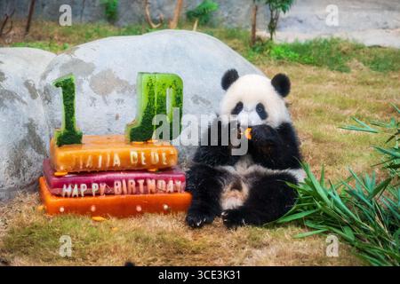 Hongkong, Chinas Hongkong. August 2025. Das riesige Pandabuhn Jia Jia genießt am 15. August 2025 im Ocean Park Hong Kong, südchinesisches Hongkong, einen Geburtstagskuchen. Der Ocean Park Hong Kong feierte am Freitag den ersten Geburtstag der ersten einheimischen Panda-Zwillinge Jia Jia und de de de. Quelle: Zhu Wei/Xinhua/Alamy Live News Stockfoto