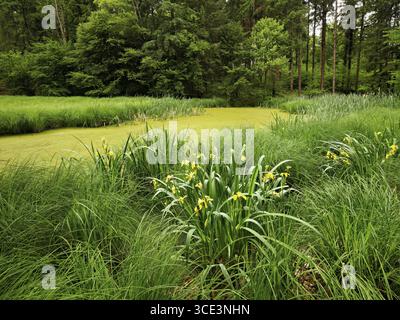 Eine Gruppe blühender gelber sibirischer Iris (Iris sibirica), Toeniweiher, Sins, Freiamt, Kanton Aargau, Schweiz Stockfoto