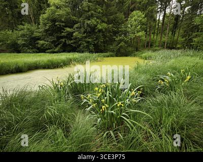 Eine Gruppe blühender gelber sibirischer Iris (Iris sibirica), Toeniweiher, Sins, Freiamt, Kanton Aargau, Schweiz Stockfoto