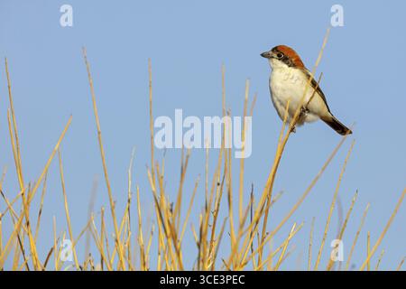 Rothaariger Shrike, Lanius Senator, Lesbos, Griechenland Stockfoto