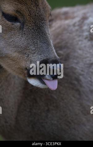 Rehe (Capreolus capreolus), Nahhirsche, die aus der Zunge ragen, Nordrhein-Westfalen, Deutschland Stockfoto