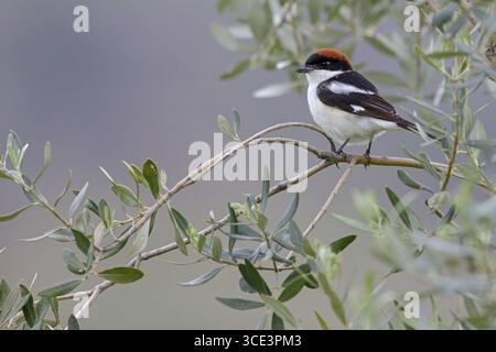 Rothaariger Shrike, Lanius Senator, Lesbos, Griechenland Stockfoto