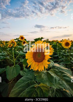 Sonnenblumenfeld bei Sonnenuntergang (Nahaufnahme). Endloses Feld mit vielen Sonnenblumen bedeckt, bewölkter Himmel im Hintergrund. Stockfoto