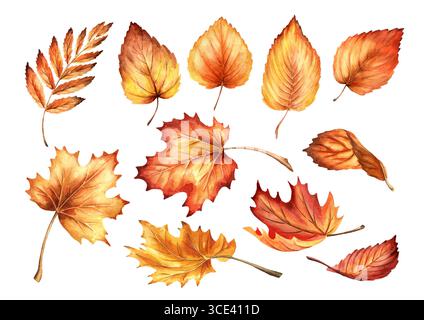 Bunte Blätter im Herbst. Handgezeichnete Aquarellillustration, isoliert auf weißem Hintergrund Stockfoto