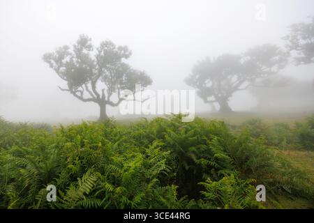 Fellfarne im Vordergrund eines nebeligen Lorbeerwaldes. Mystischer Fanalwald auf Madeira, Portugal. Hochwertige Fotos Stockfoto