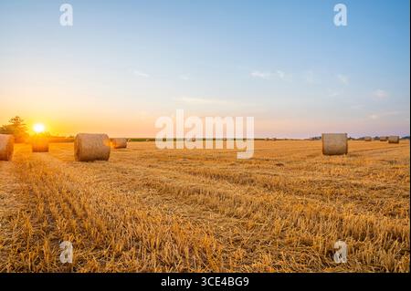 Friedlicher Sonnenuntergang über dem geernteten Feld mit verstreuten runden Heuballen im goldenen Licht. Stockfoto