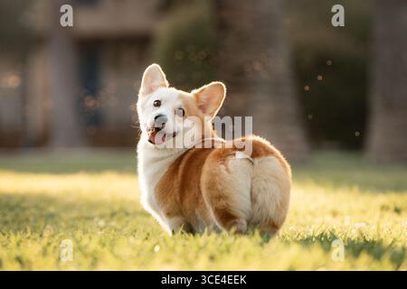 Wunderschöner kleiner roter Corgi, der mit dem Rücken gewendet steht und die Kamera auf einem grünen Rasen betrachtet, glückliches Haustier, das einen Spaziergang im üppigen grünen Park am sonnigen Morgen genießt Stockfoto